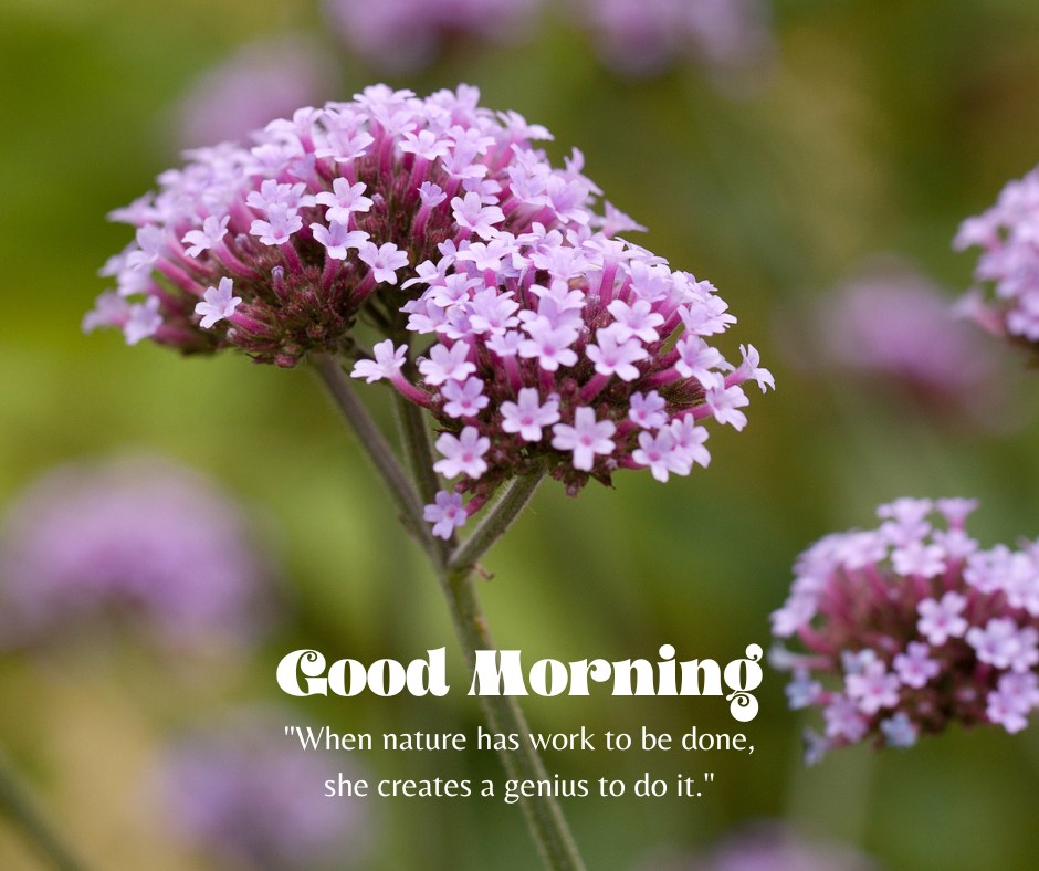 A serene good morning image featuring a close-up of purple flowers in full bloom against a blurred green background. The text "Good Morning" is written in an elegant font, accompanied by the quote "When nature has work to be done, she creates a genius to do it." This image captures the delicate beauty and wisdom of nature, making it perfect for a thoughtful and inspiring morning greeting.