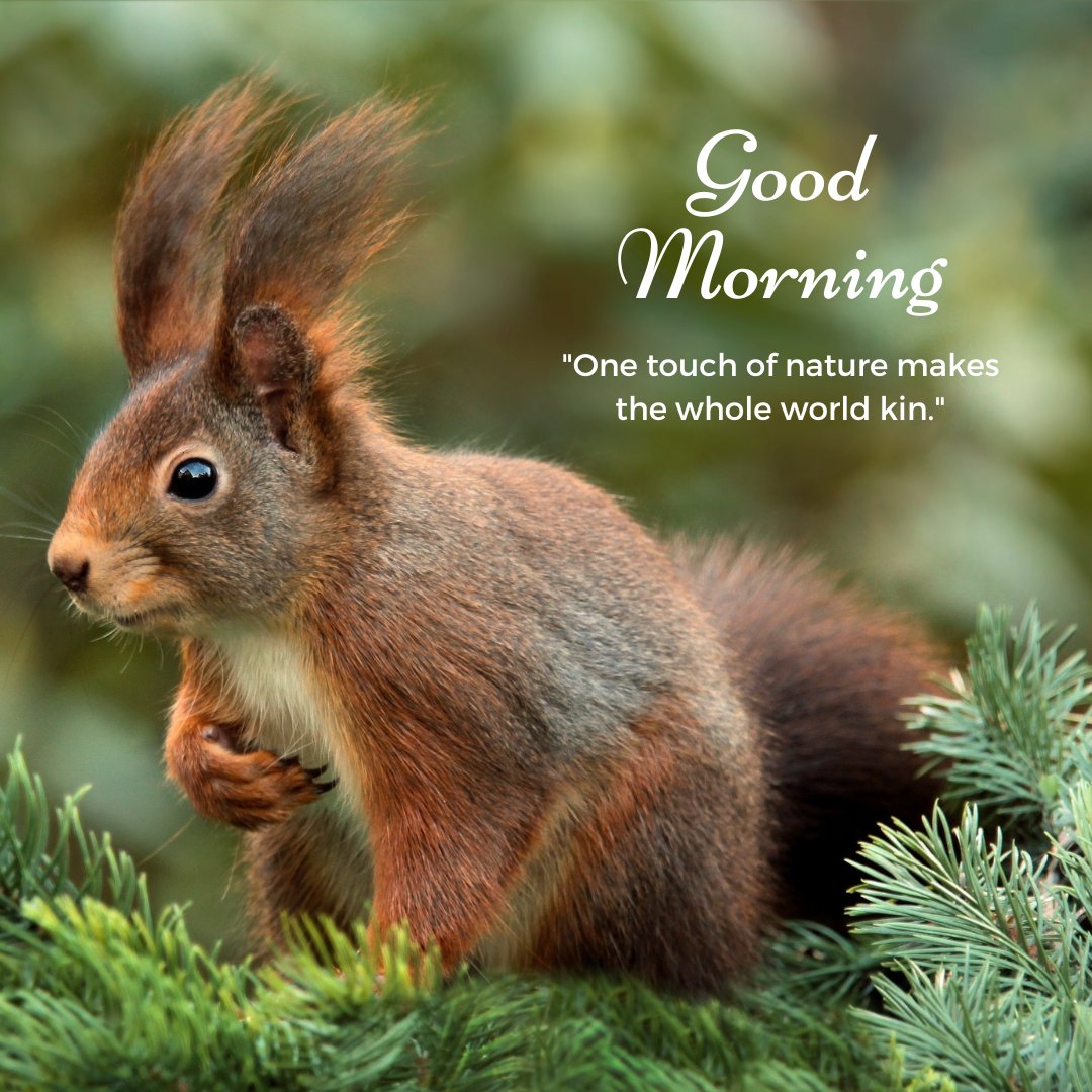A delightful good morning image featuring a red squirrel sitting among green pine branches, looking alert and curious. The text "Good Morning" is written in an elegant font, accompanied by the quote "One touch of nature makes the whole world kin." This image captures the charm and beauty of wildlife, making it perfect for a heartwarming and nature-inspired morning greeting.