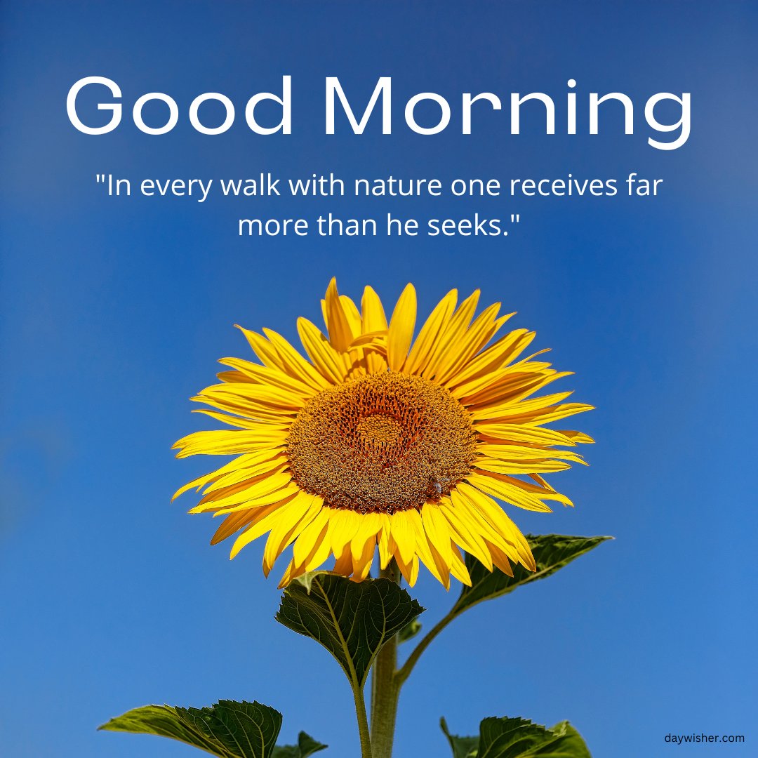 A vibrant sunflower against a clear blue sky with the text "Good Morning" and a quote, "In every walk with nature one receives far more than he seeks." This image evokes the beauty of nature and is perfect for a refreshing start to the day. Ideal for use in good morning nature images, good morning nature images hd, and good morning nature images with quotes.