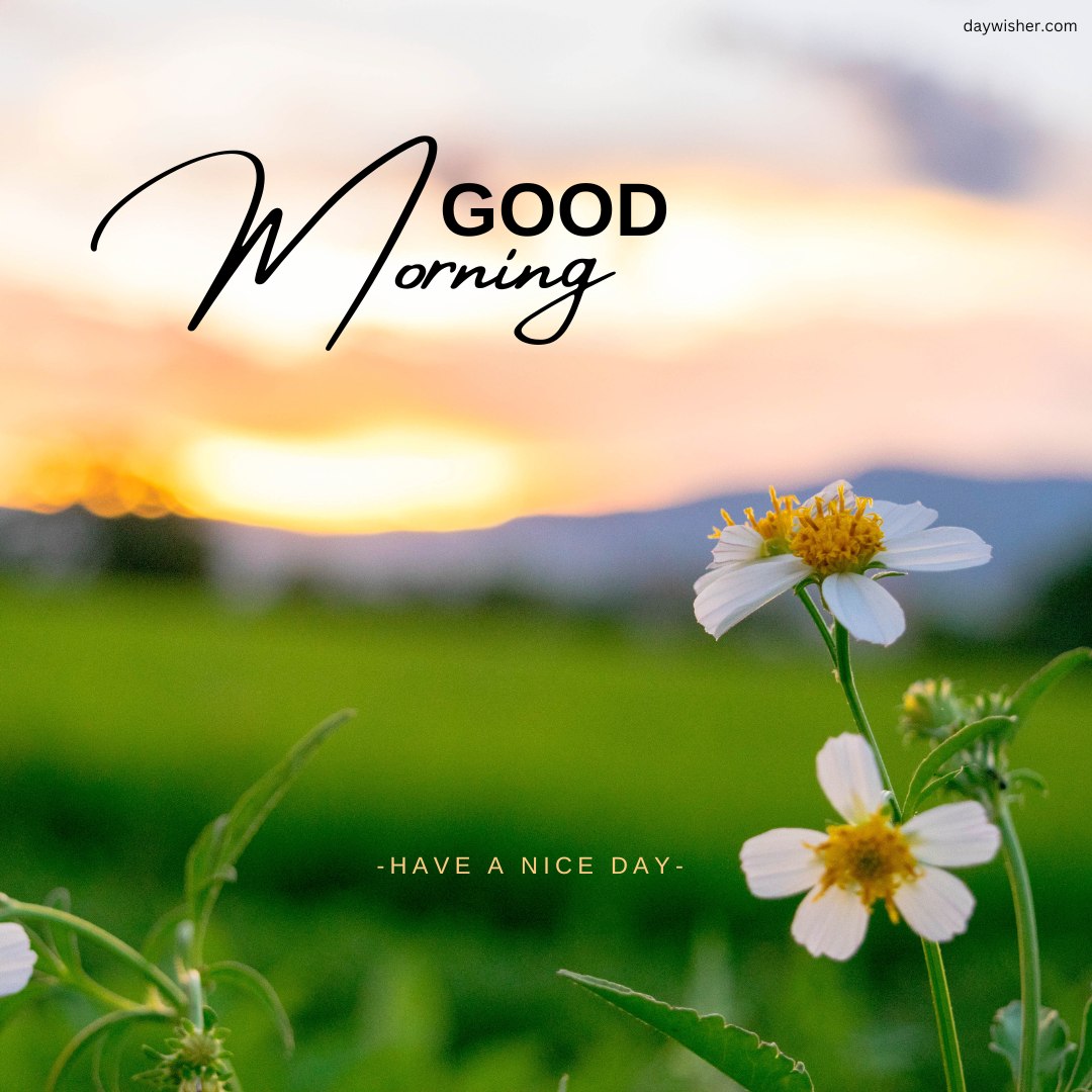A serene morning landscape with a close-up of white flowers against a vibrant green field and a stunning sunrise in the background. The image features the text "Good Morning" and "Have a Nice Day," providing an uplifting start to the day. Perfect for good morning nature images, HD quality, and inspirational quotes.