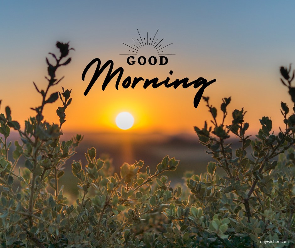 A beautiful sunrise seen through the silhouette of bushes, with the text "Good Morning" capturing the essence of a fresh start. Perfect for good morning nature images, HD quality, and serene landscapes to inspire a peaceful beginning to the day.