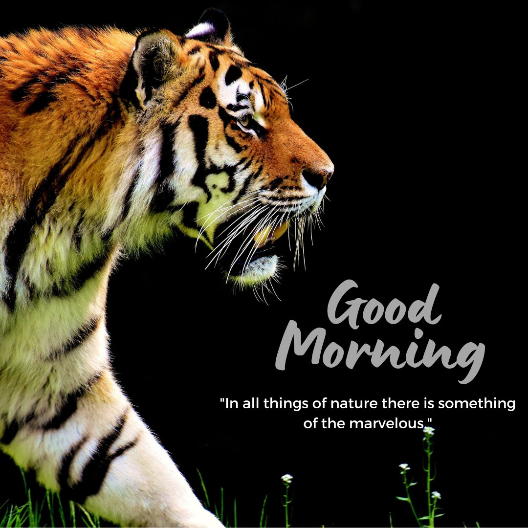 A striking good morning image featuring a majestic tiger walking against a dark background. The text "Good Morning" is displayed in a bold font, with the quote "In all things of nature there is something of the marvelous." The tiger's vibrant orange and black stripes stand out vividly, creating a powerful and captivating nature scene perfect for an inspiring morning greeting.