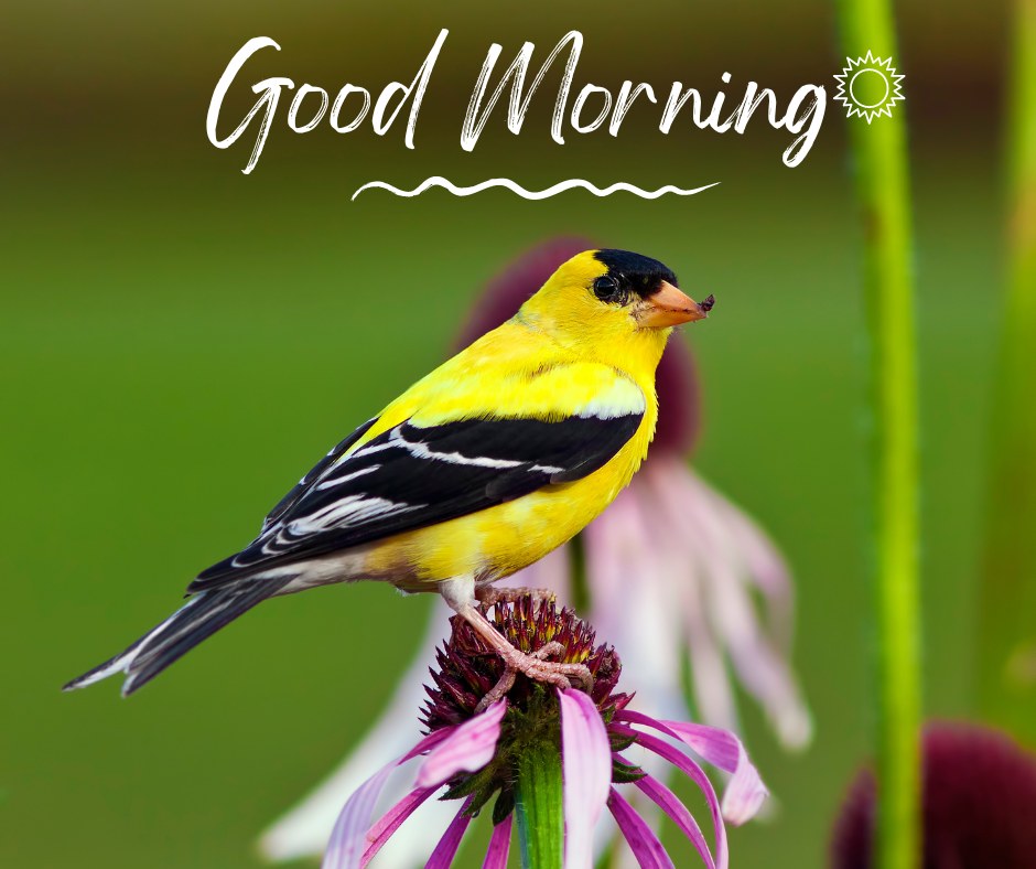 A vibrant good morning image featuring a yellow and black bird perched on a purple coneflower against a blurred green background. The text "Good Morning" is written in a stylish font with a sun illustration. This image captures the colorful beauty of nature, making it perfect for a cheerful and refreshing morning greeting.