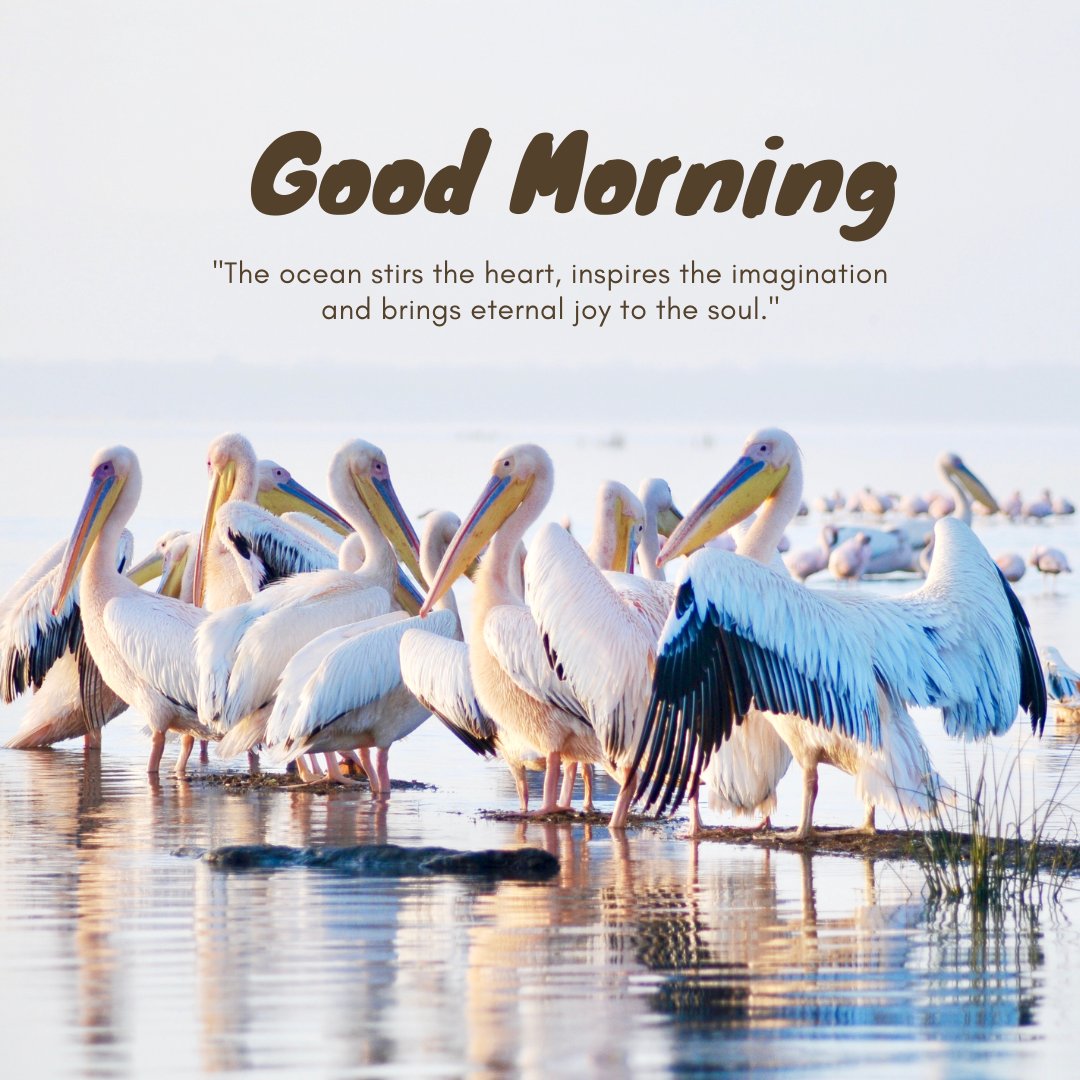 A peaceful good morning nature image featuring a flock of pelicans standing in shallow ocean waters. The text "Good Morning" is displayed above the quote, "The ocean stirs the heart, inspires the imagination and brings eternal joy to the soul." This serene image captures the beauty of nature and is perfect for a morning greeting.
