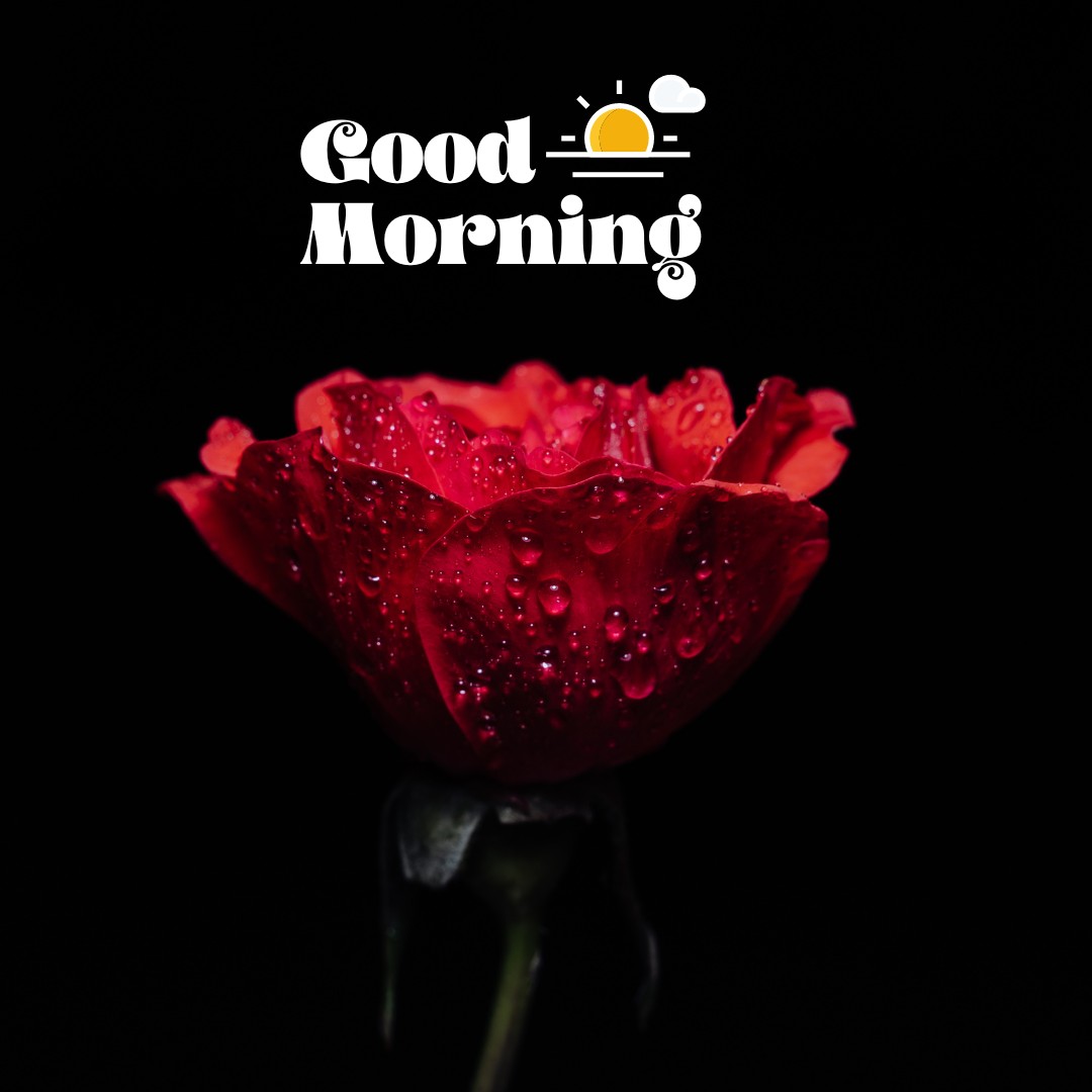 A stunning close-up of a red rose with sparkling dewdrops against a dark background, accompanied by a creative "Good Morning" emblem featuring sun and cloud icons. This image emphasizes the rose's vivid petals and natural beauty, making it a powerful and visually striking morning greeting.