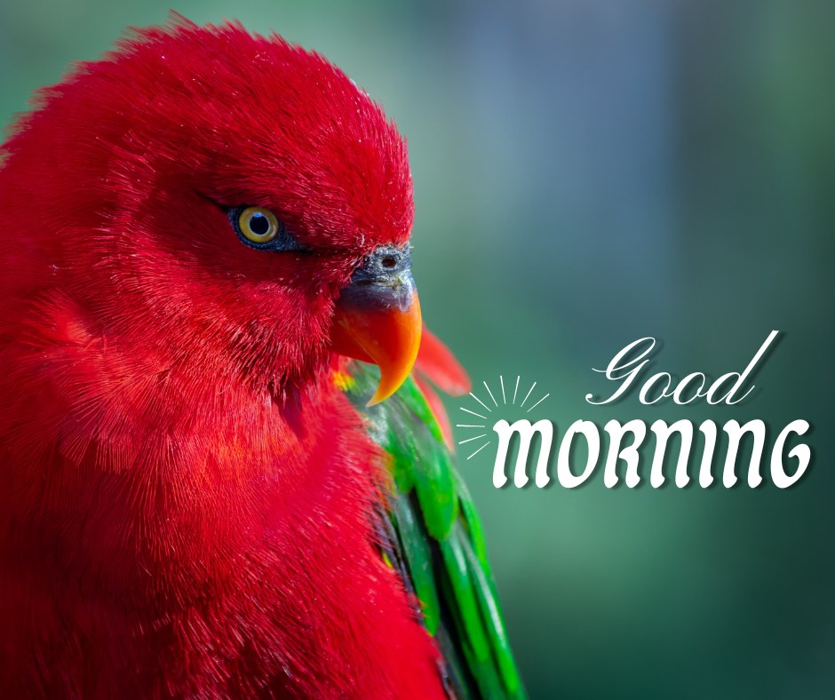 A striking image of a vibrant red parrot with green wings, set against a blurred green background, with the text "Good Morning" in elegant font. This captivating nature image is perfect for sharing a cheerful and colorful morning greeting, ideal for social media and WhatsApp.