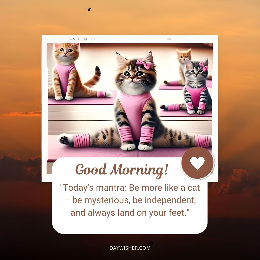 An inspirational "Good Morning Cat" graphic featuring three cats in pink outfits against a sunrise background, with a quote about adopting positive cat-like qualities.
