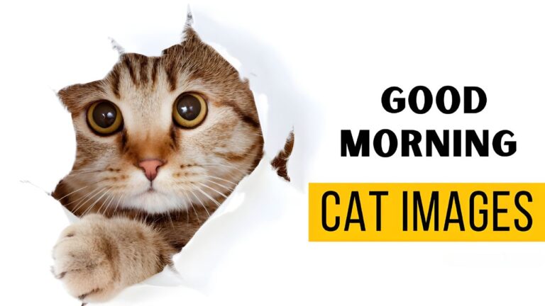 free good morning cat images