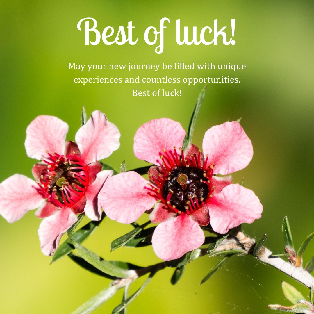 Close-up of vibrant pink flowers with deep red centers on a green background, with the text 'Best of luck! May your new journey be filled with unique experiences and countless opportunities. Best of luck!' Perfect for sending best wishes for a new journey.