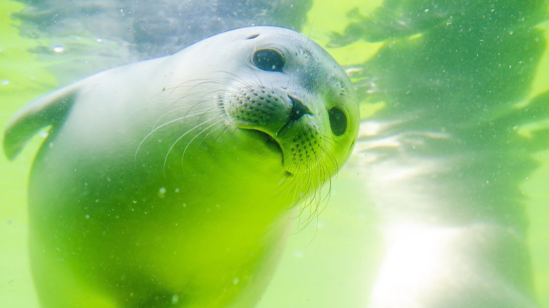 Emotional & Energetic Symbolism of a Seal