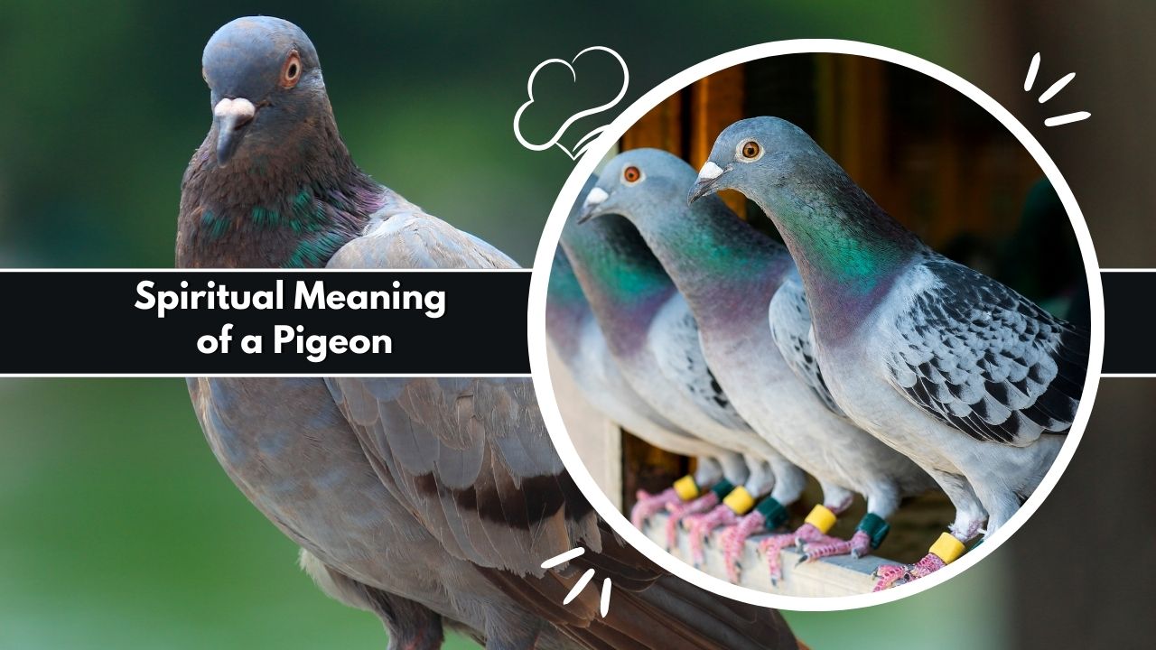 Spiritual Meaning of a Pigeon