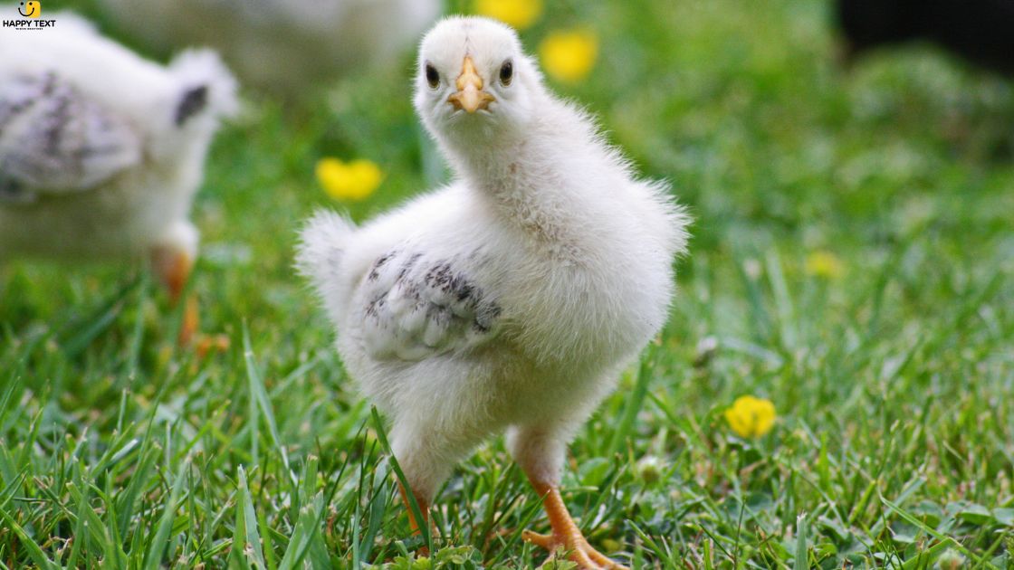 White Chicken Spiritual Meaning