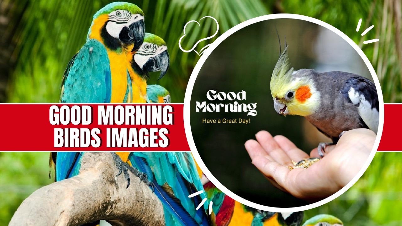 Good-Morning-Birds-Images.jpg